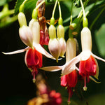 Hayloft Fuchsia Mandarin Cream - Set Of 3 Young Plants