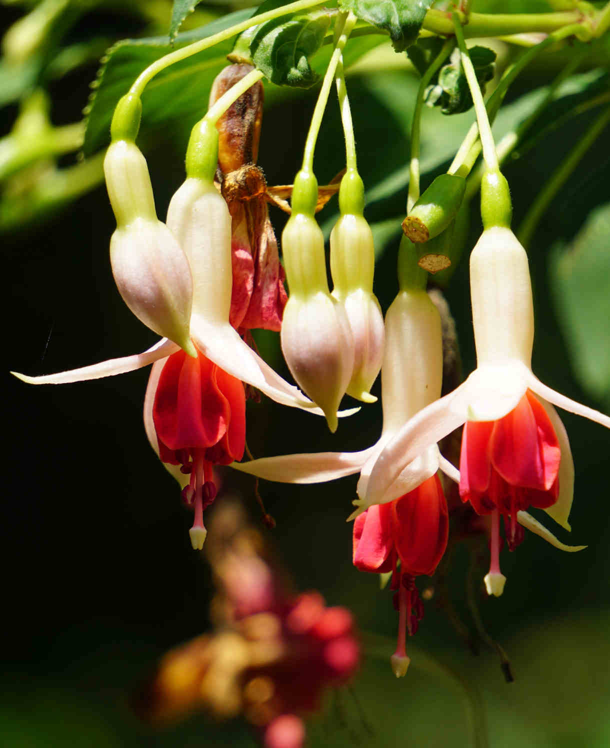 Hayloft Fuchsia Mandarin Cream - Set Of 3 Young Plants