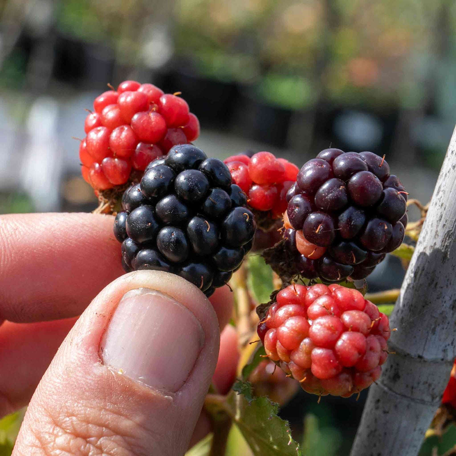 Blackberry 'tiny Black' Compact Thornless Patio Plant | 1 x 2L