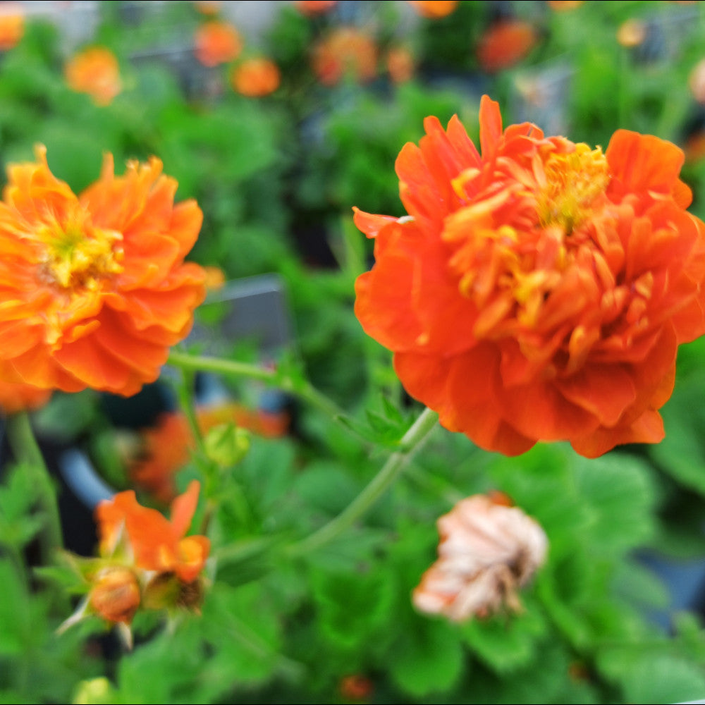 Geum Orange Pumpkin - Zesty And Zingy Floriferous Frills - 9cm Pot | 1 x 9cm | Orange