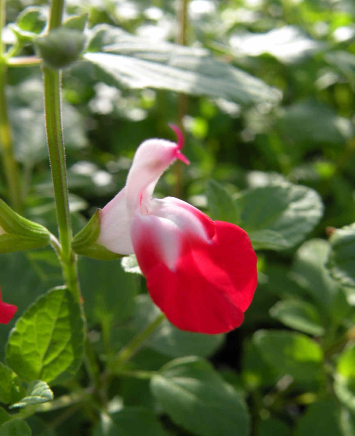 Salvia Microphylla 'Hot Lips' - 9cm Pot | 1 x 9cm | Red