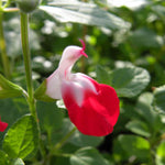 Salvia Microphylla Hot Lips - 9cm Pot | 3 x 9cm | Red