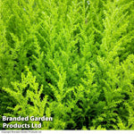 Thompson & Morgan Cupressus Goldcrest Wilma - 4 Plants