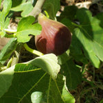 Extra Large Ficus Little Mis Figgy Fig Fruit Tree Fruit Plant 2-3ft In A 5 Litre Pot