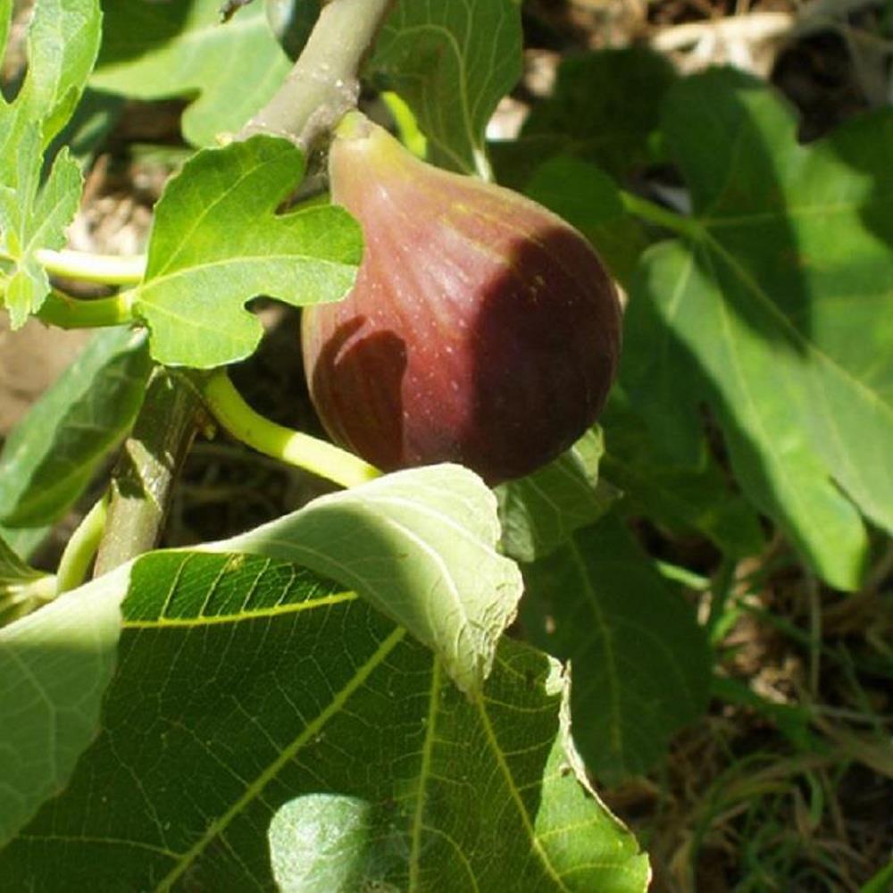 Extra Large Ficus Little Mis Figgy Fig Fruit Tree Fruit Plant 2-3ft In A 5 Litre Pot