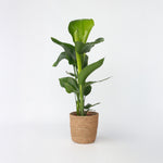 Giant Bird Of Paradise - Strelitzia Nicolai - Height 55-70cm - ⌀17cm | Set-of-1 | Green