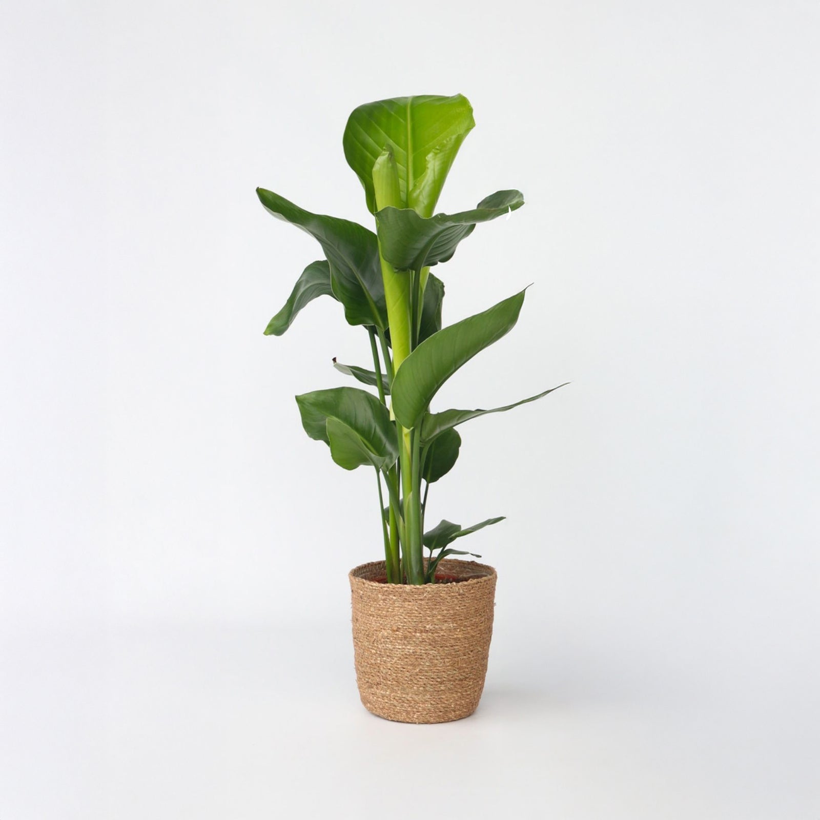 Giant Bird Of Paradise - Strelitzia Nicolai - Height 55-70cm - ⌀17cm | Set-of-1 | Green