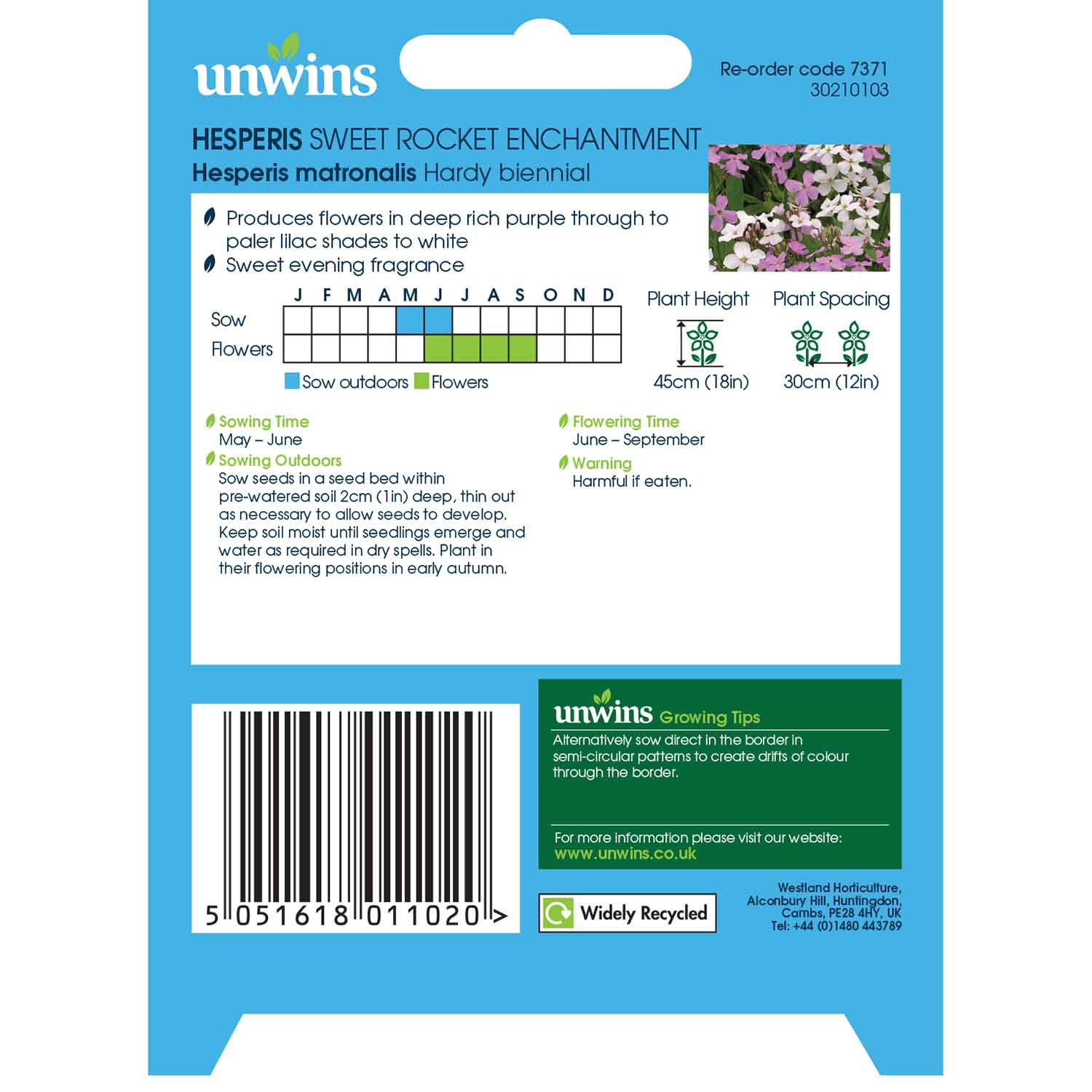 Sweet Rocket 'enchantment' (hesperis Matronalis) Seeds | 100 Seeds | Green