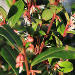 Sarcococca Winter Gem - 9cm pot | Set-of-3 | White