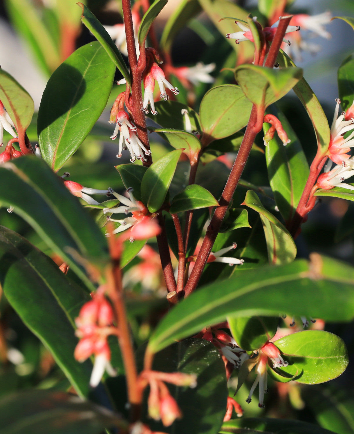 Sarcococca Winter Gem - 9cm pot | Set-of-3 | White