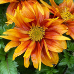 Bidens 'bee Happy Double Orange' Perennial For Containers And Borders | 12 x Plug Plants | Orange