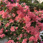 Zingy Azalea Collection - 8cm pots | Set-of-9 | Multi