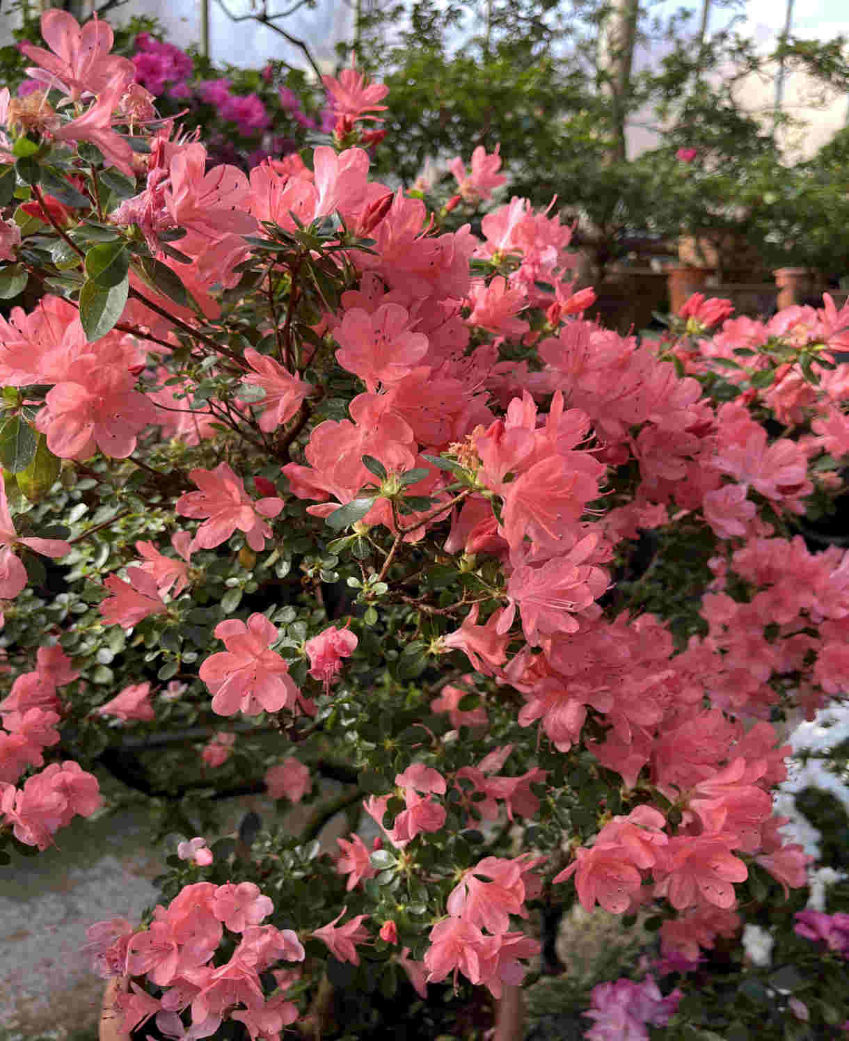 Zingy Azalea Collection - 8cm pots | Set-of-9 | Multi