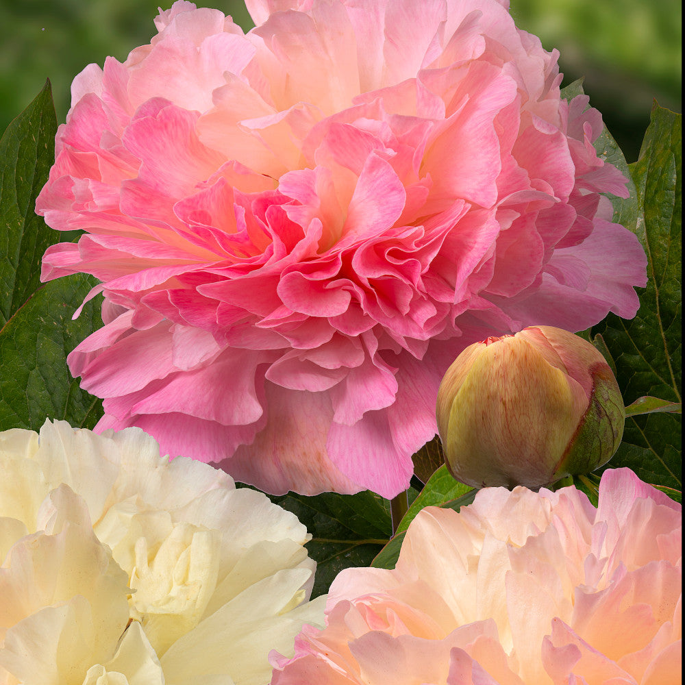 Paeonia Lactiflora Lois Choice - Rare Sought After Variety Supplied A Bare Root With 3-5 Eyes