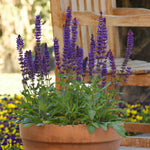 Salvia 'salvatore Blue' - Compact Indigo-blue, Pollinator-friendly Perennial Jumbo Plug Plants | Set of 3 | Purple
