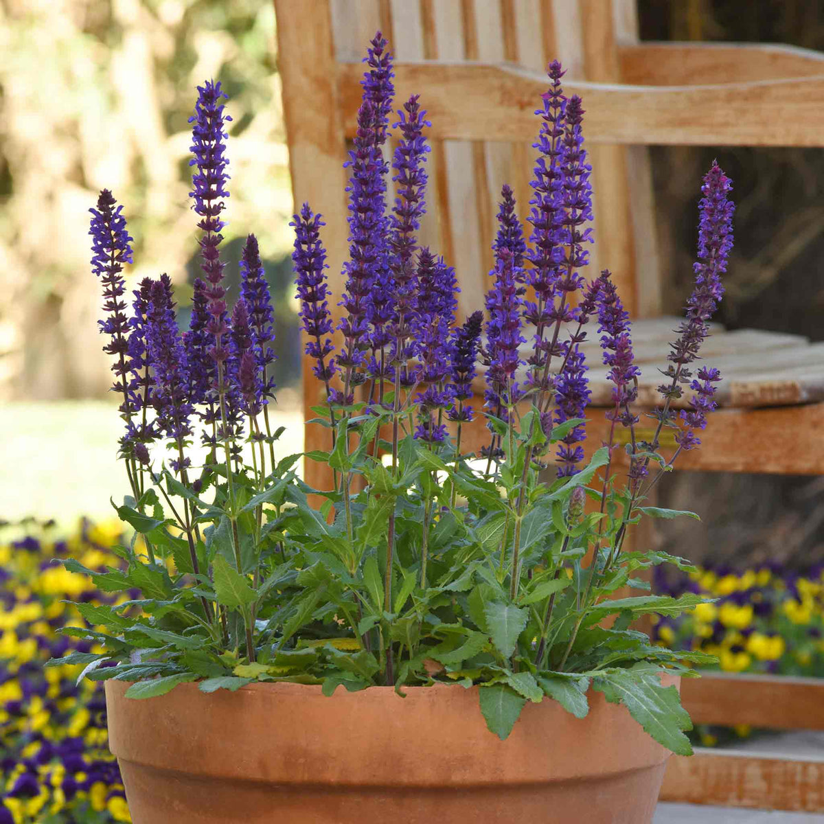 Salvia 'salvatore Blue' - Compact Indigo-blue, Pollinator-friendly Perennial Jumbo Plug Plants | Set of 3 | Purple