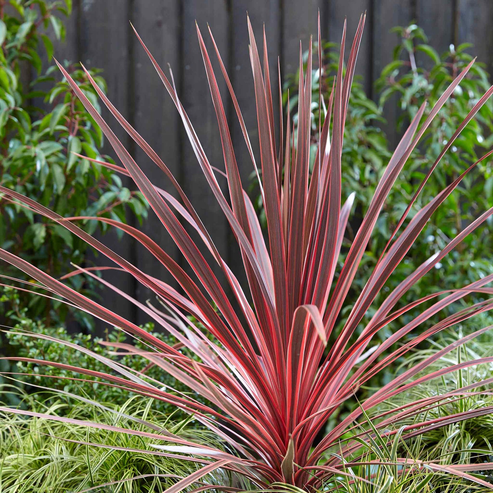 Cordyline 'charlie Boy' - Pink And Burgundy Foliage, Hardy Evergreen 9cm | 1 x 9cm | Pink