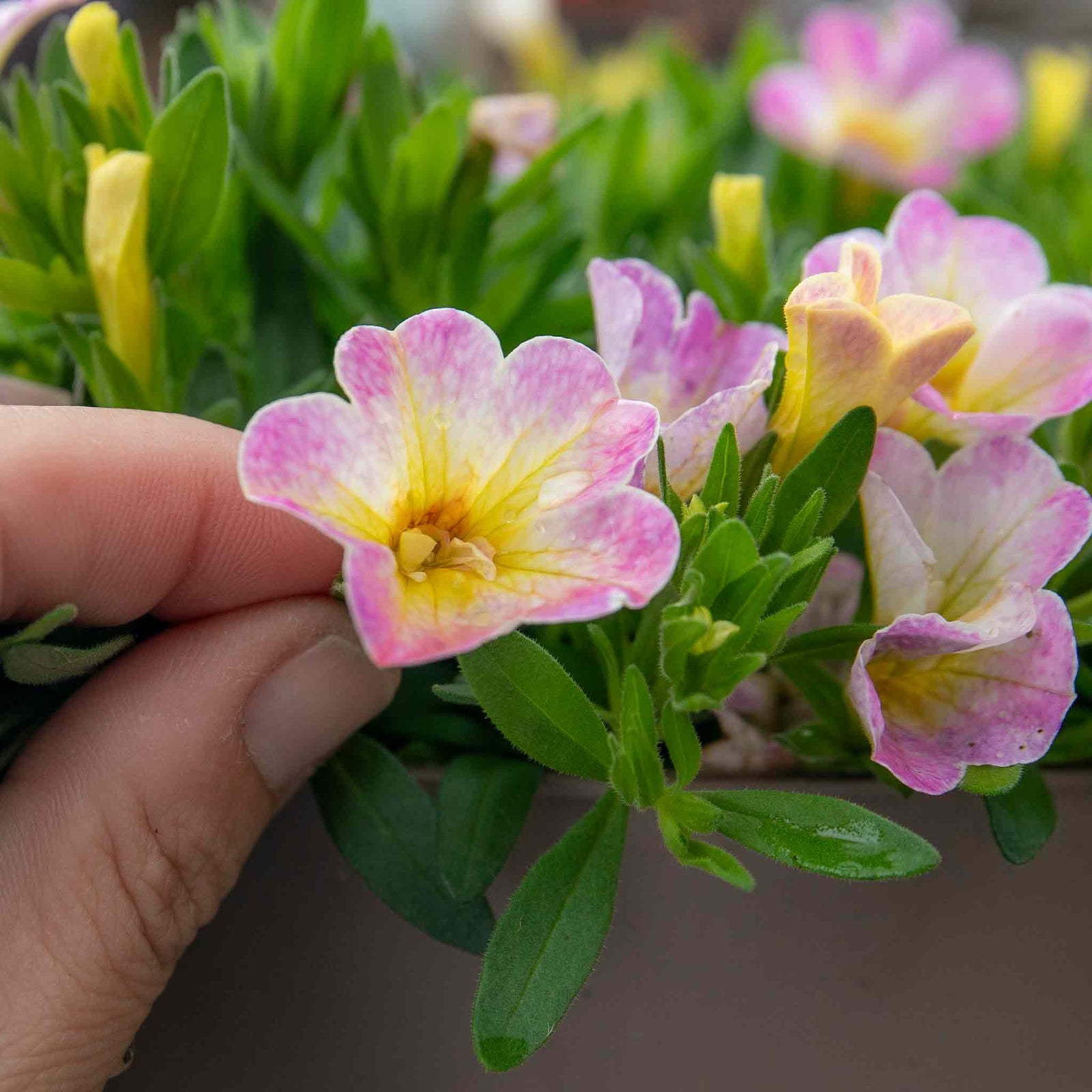Calibrachoa 'single' Collection | 6 x Plug Plants | Multi