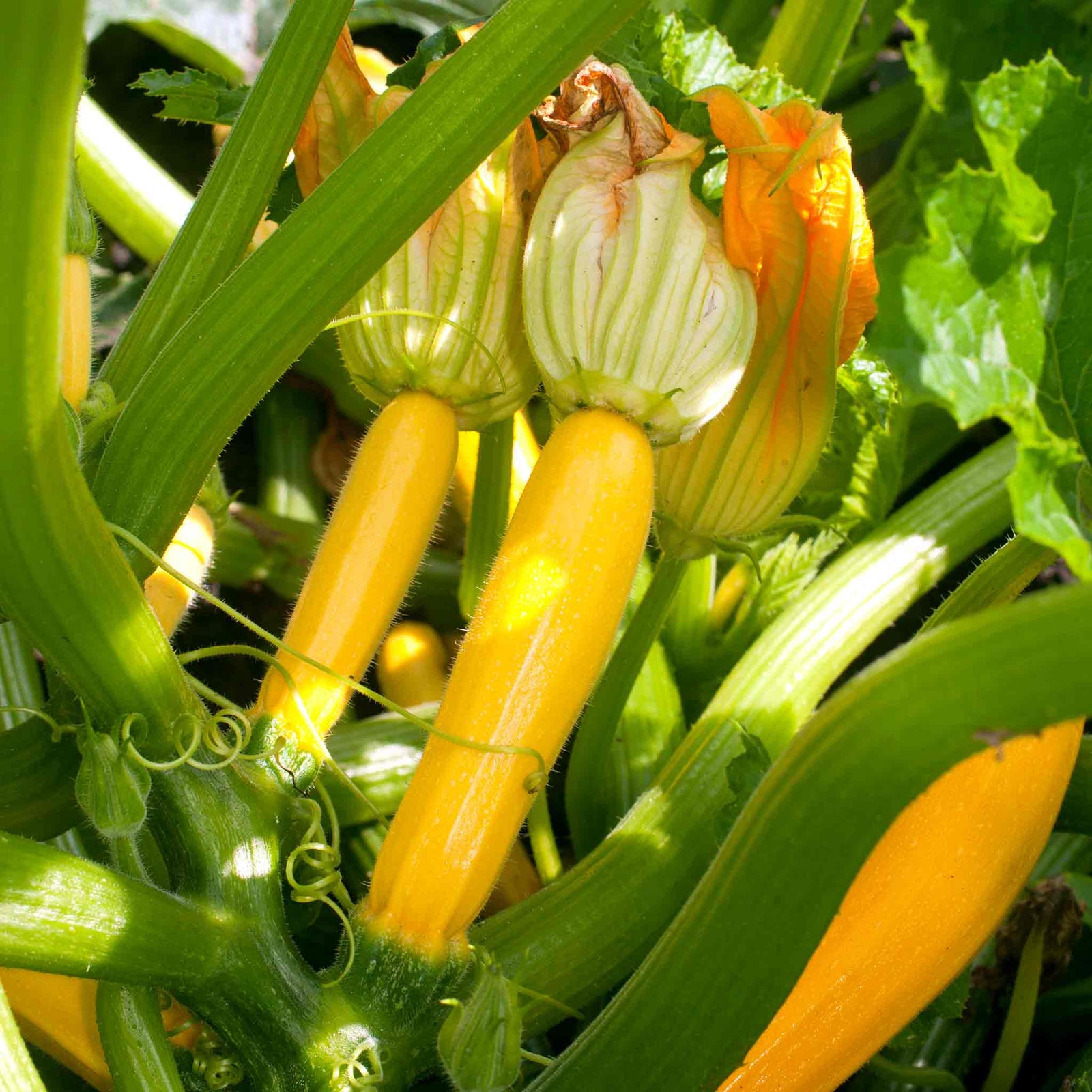 Courgette 'lemona' – Yellow, Heavy-cropping And Easy To Harvest | 3 x Jumbo Plugs | Yellow