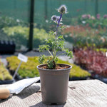 Eryngium 'picos Amethyst' Plants | 3 x 9cm | Multi