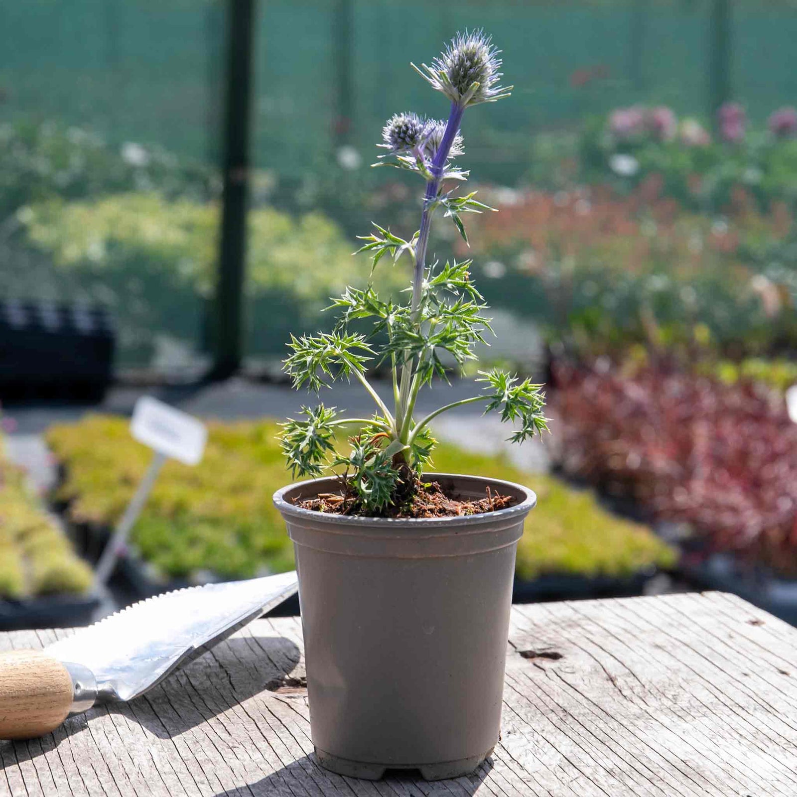 Eryngium 'picos Amethyst' Plants | 3 x 9cm | Multi