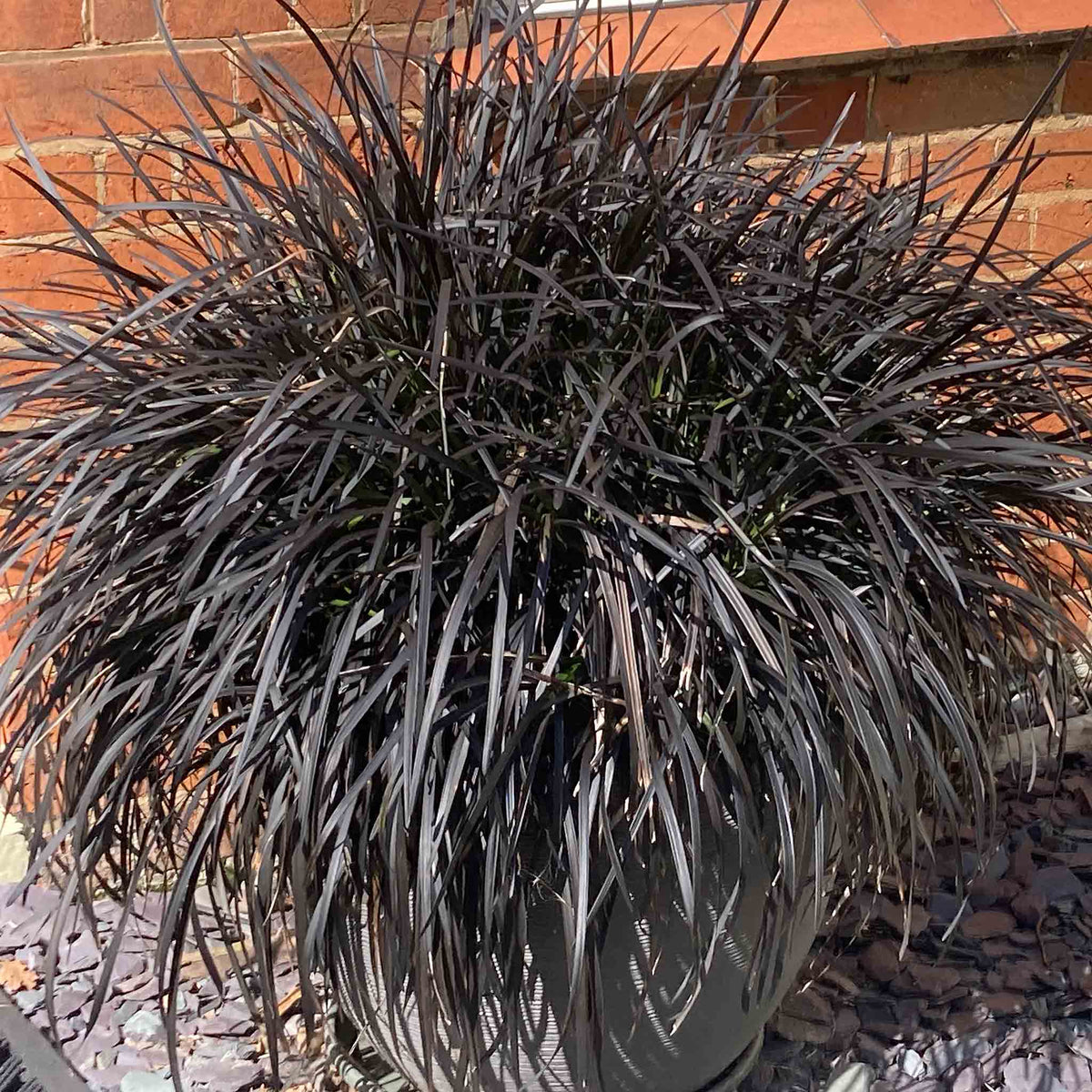 Ophiopogon Planiscapus 'nigrescens' Hardy Evergreen Perennial 9cm | Set of 3 | Mauve