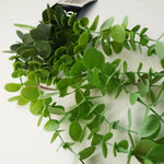 6 X 80cm Artificial Hanging Trailing Eucalyptus Plant