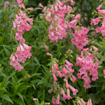 Penstemon Hidcote Pink - 9cm Pots | 3 x 9cm | Pink