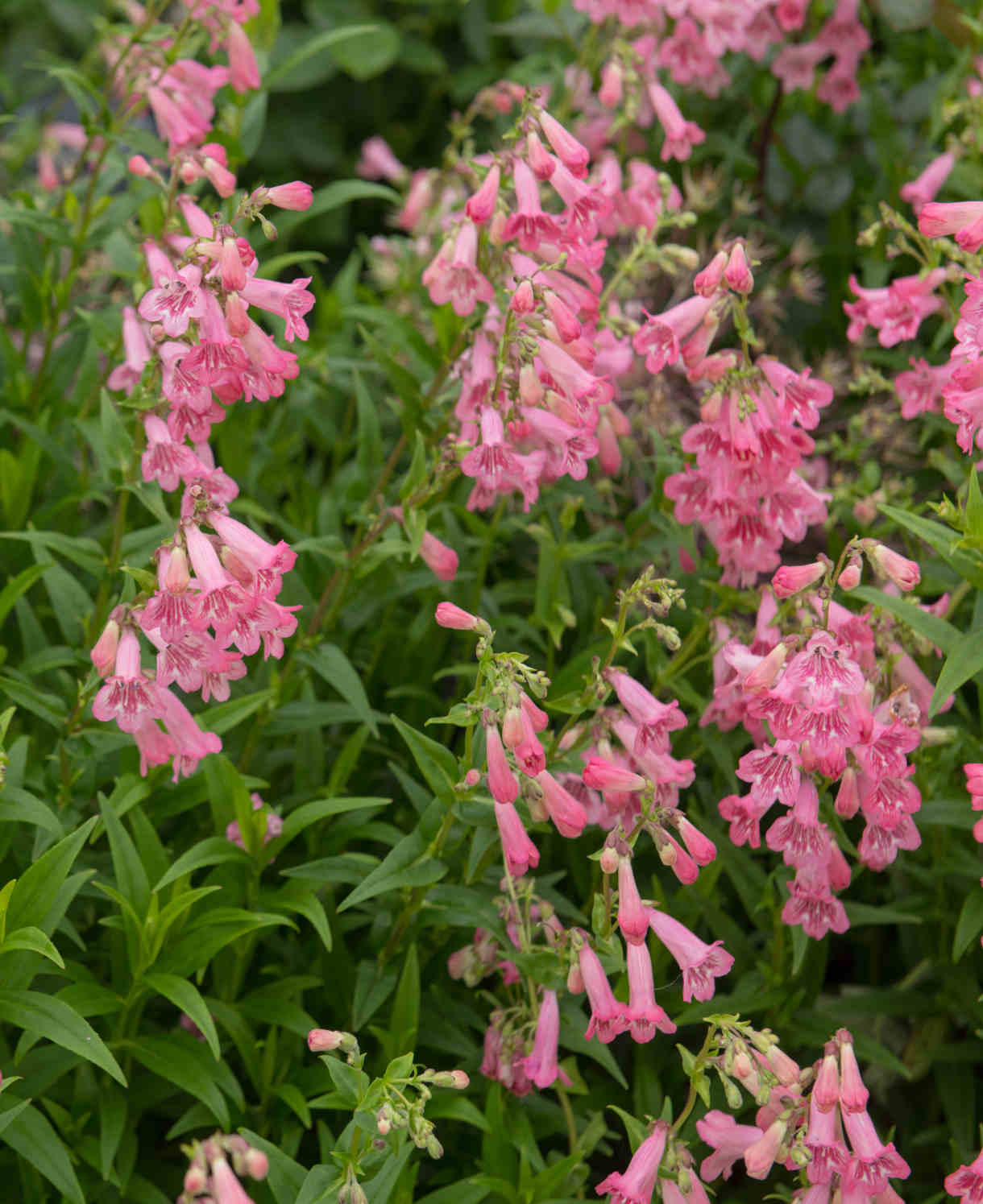 Penstemon Hidcote Pink - 9cm Pots | 3 x 9cm | Pink