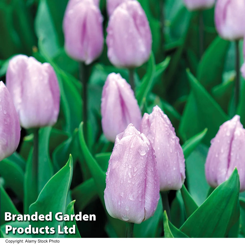 Tulip, Hyacinth + Anemone Collection Bulbs | 30 x Bulbs