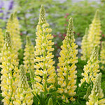 Lupinus Lupinova Collection - 9cm pots | 3 x 9cm | Multi