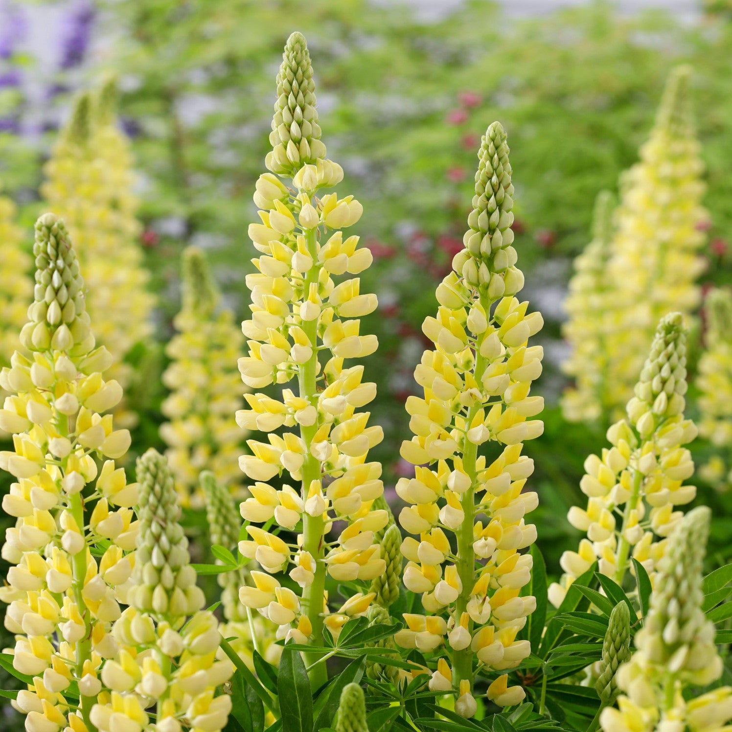 Lupinus Lupinova Collection - 9cm pots | 3 x 9cm | Multi