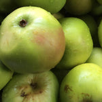 Apple Lord Derby Fruit Tree 6ft Tall Supplied In A 12 Litre Pot