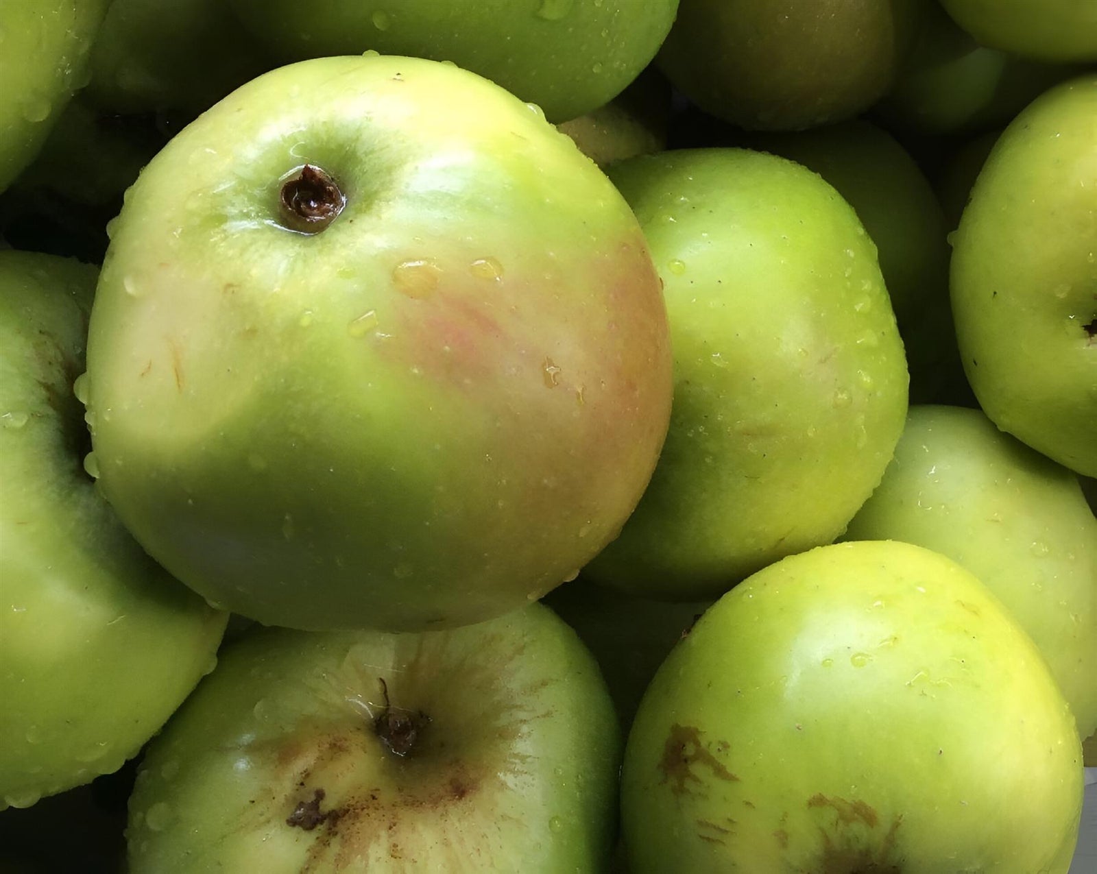 Apple Lord Derby Fruit Tree 6ft Tall Supplied In A 12 Litre Pot