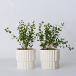 Gum Bush - 2 Pcs. - Eucalyptus 'botanic Hearts' - Height 35-45cm - ⌀15cm | Set of 2 | Yellow
