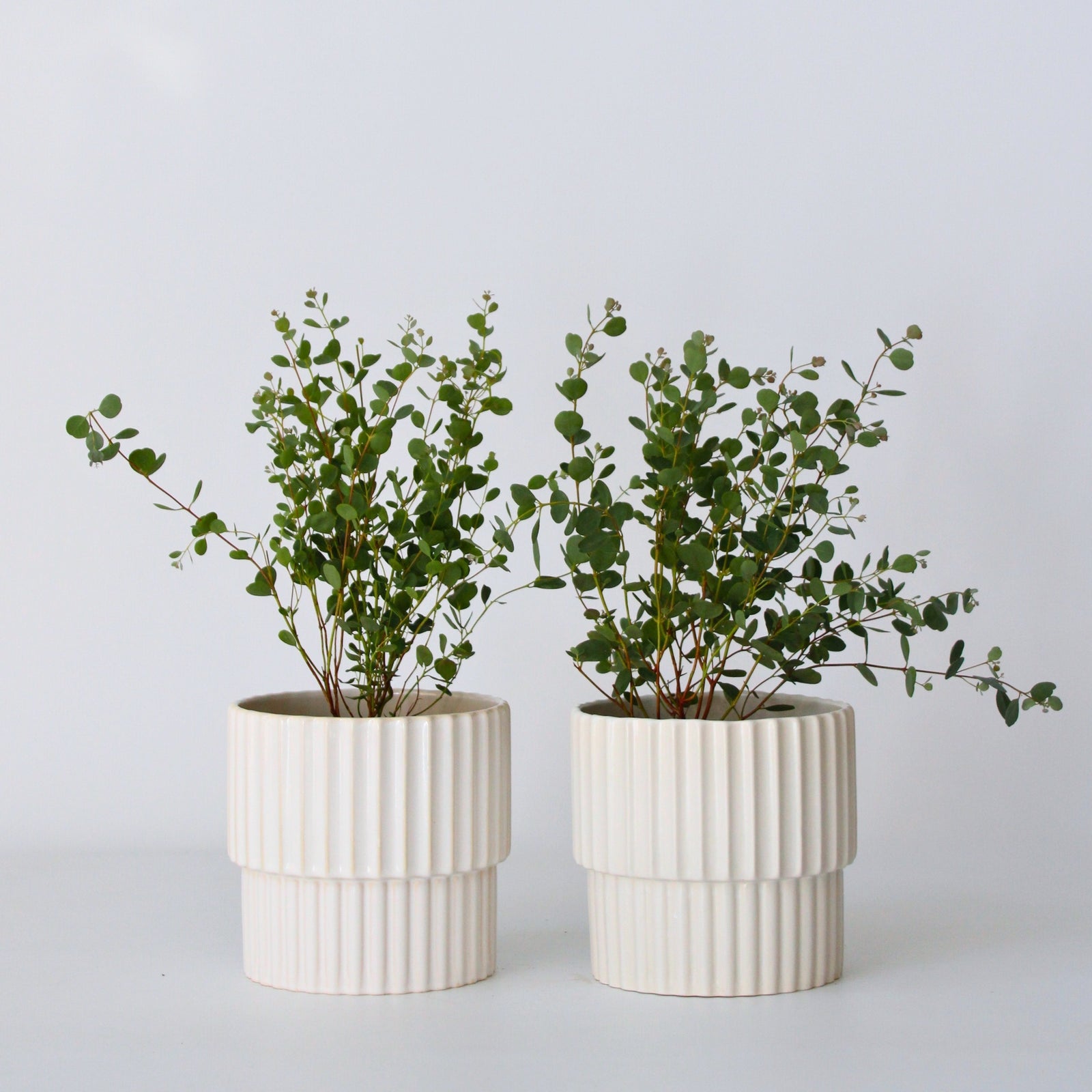 Gum Bush - 2 Pcs. - Eucalyptus 'botanic Hearts' - Height 35-45cm - ⌀15cm | Set of 2 | Yellow