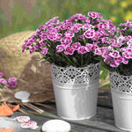 The Dianthus Romance Collection - Plug Plants | Set-of-3 | Multi