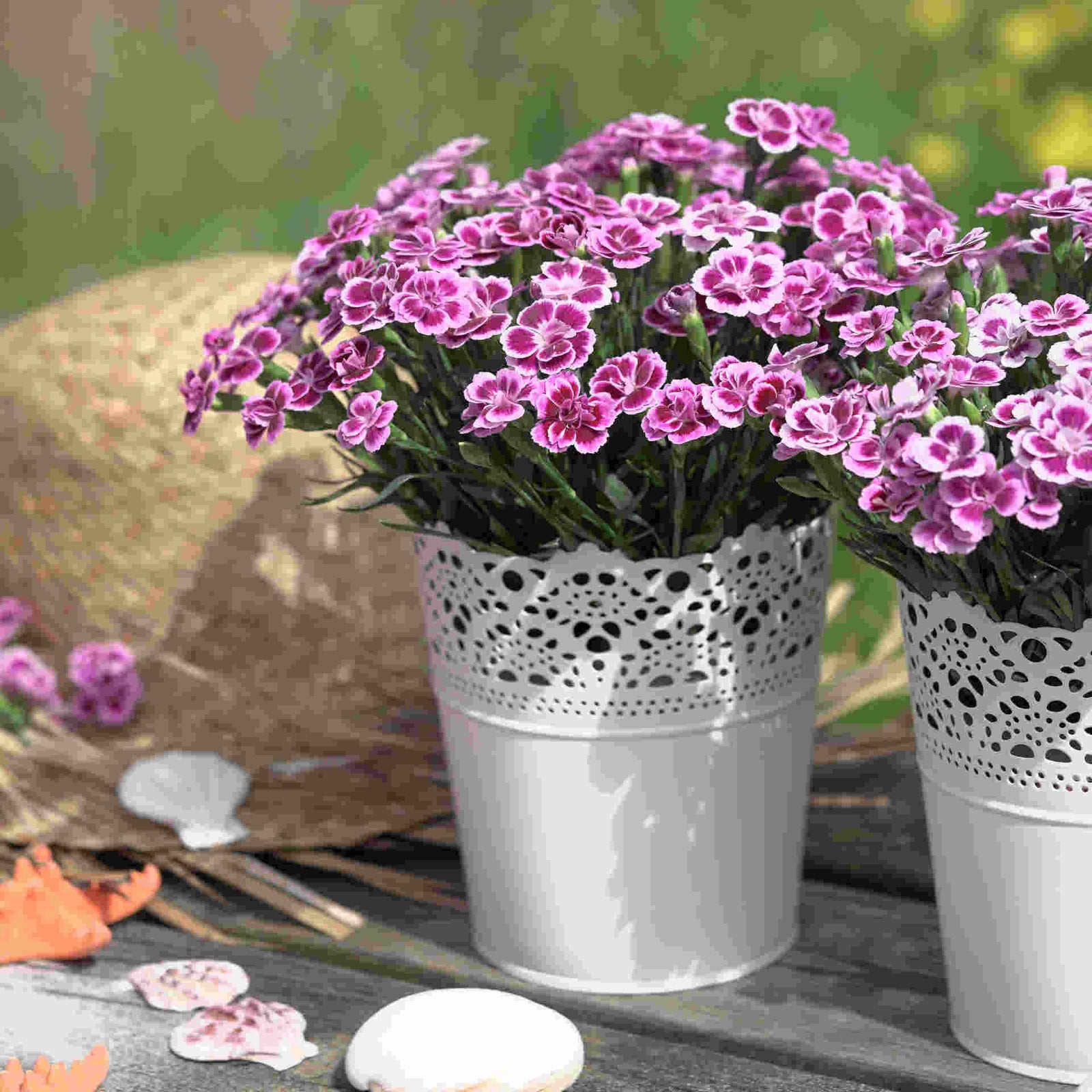 The Dianthus Romance Collection - Plug Plants | Set-of-9 | Multi