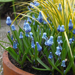 Muscari 'blue Magic' | 20 x Bulbs | Blue