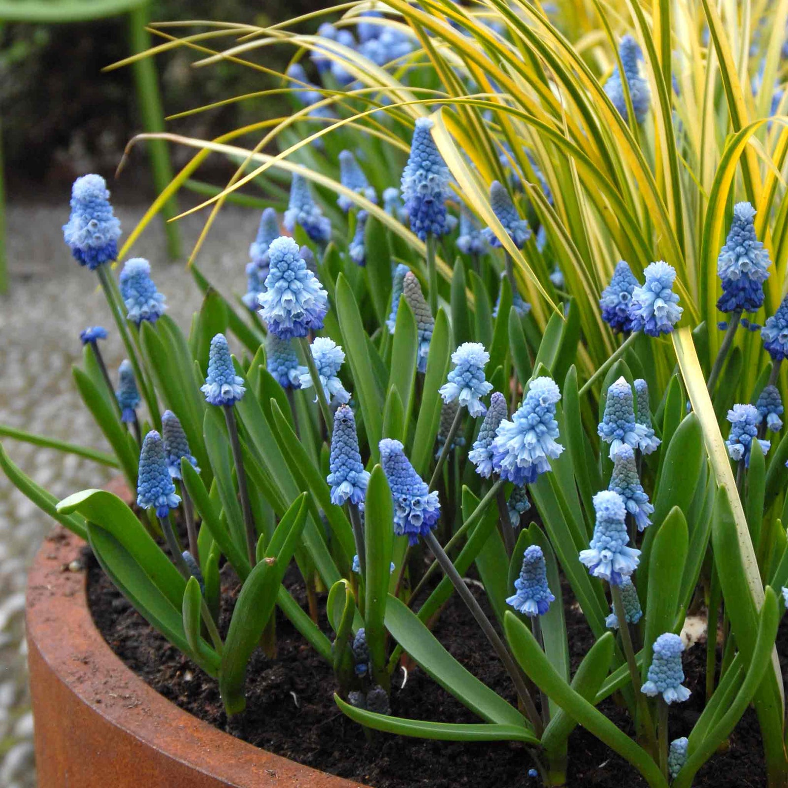 Muscari 'blue Magic' | 20 x Bulbs | Blue