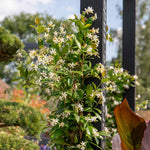 Star Jasmine - Trachelospermum Jasminoides | 3 x 9cm | White