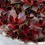 Sempervivum 'coconut Crystal' Pot - Hardy Two-tone Succulent | 3 x 9cm | Multi