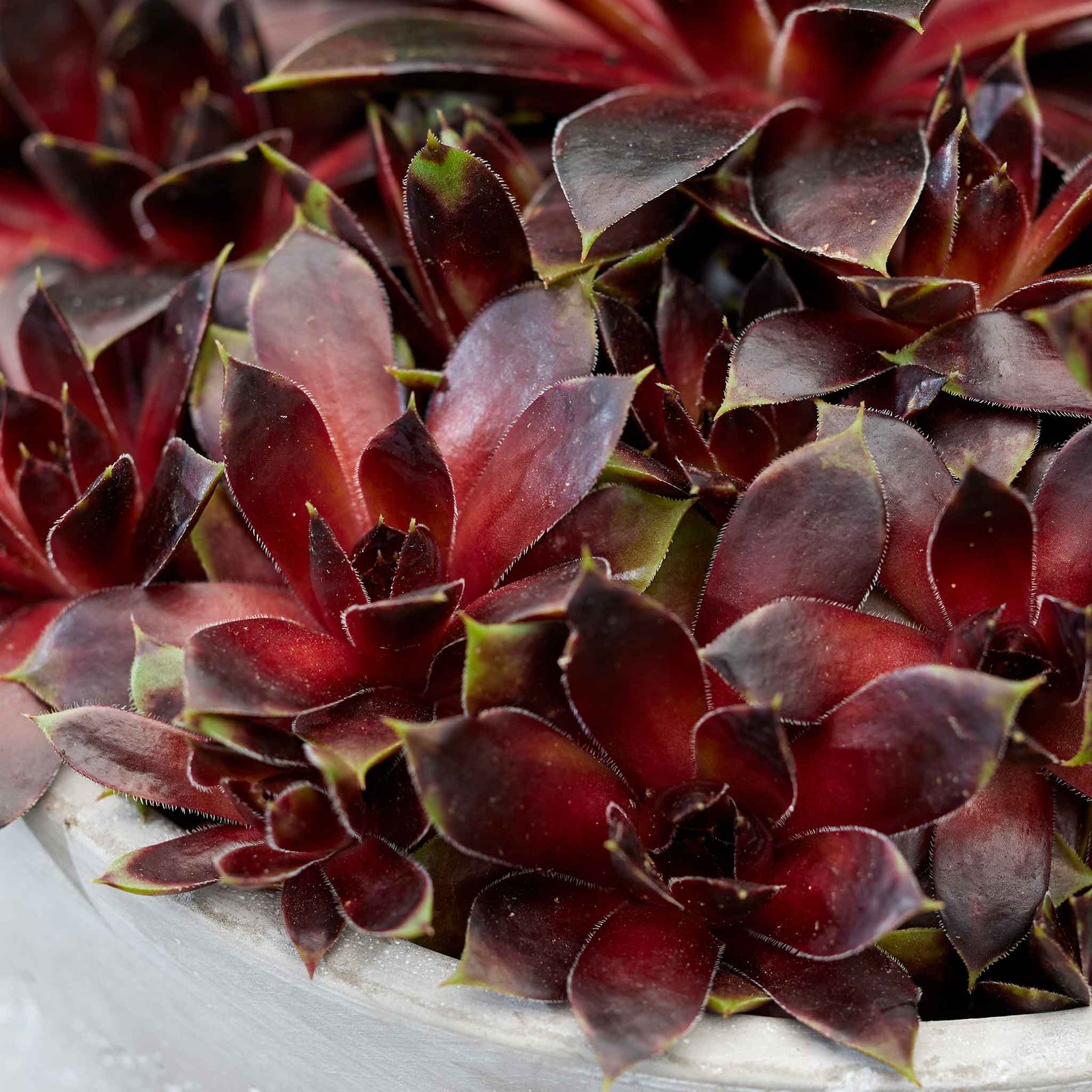 Sempervivum 'coconut Crystal' Pot - Hardy Two-tone Succulent | 3 x 9cm | Multi