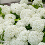 Hydrangea Strong Annabelle 3 Litre Pot | Set-of-2