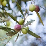Standard Olive Tree 18cm Potted Plant | Set of 2