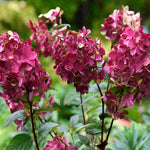 Hydrangea Paniculata Wims Red - 9cm pots | 1 x 9cm | White