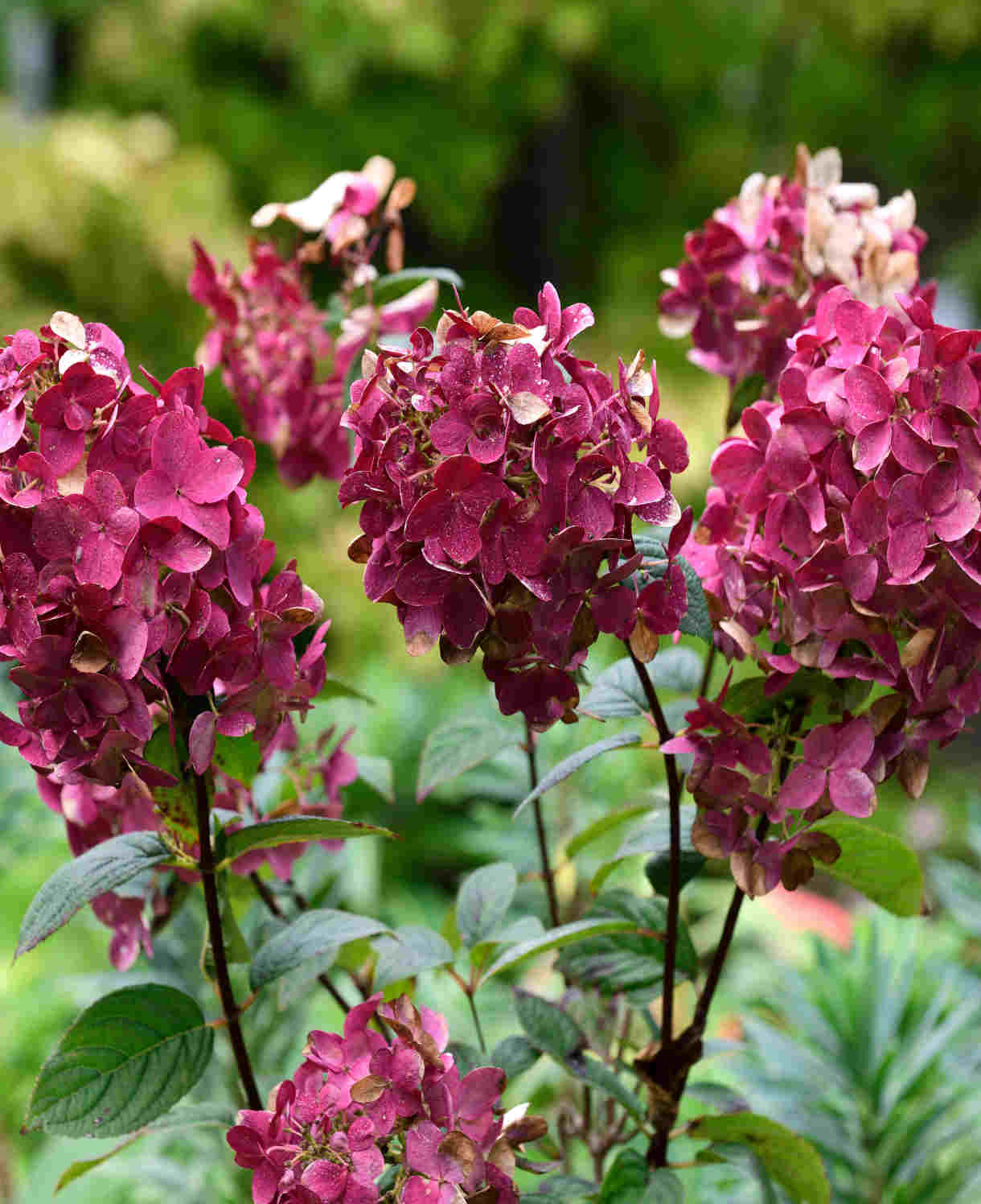 Hydrangea Paniculata Wims Red - 9cm pots | 1 x 9cm | White