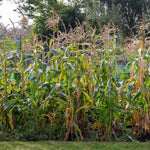 Sweetcorn Earlibird Early Supersweet | 12 x Garden Ready Plugs | Yellow