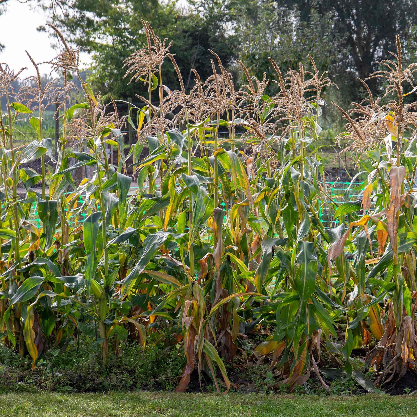 Sweetcorn Earlibird Early Supersweet | 12 x Garden Ready Plugs | Yellow