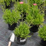 Achillea 'sassy Summer Taffy' 2l Salmon-pink Perennial | Set of 1